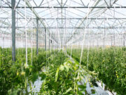 Agrivoltaïque en France : de l’agriculture traditionnelle à l’agriculture 4.0 agrivoltaïque