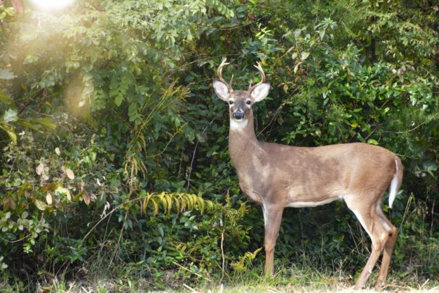 caméra de chasse