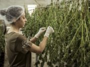 Comment la technologie aide-t-elle à faire passer l’industrie de la CBD au niveau supérieur ?