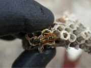 Comment se débarrasser d’un nid de guêpes ? débarrasser nid de guêpes