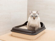 La litière automatique, une pratique innovante et hygiénique pour votre chat litière automatique