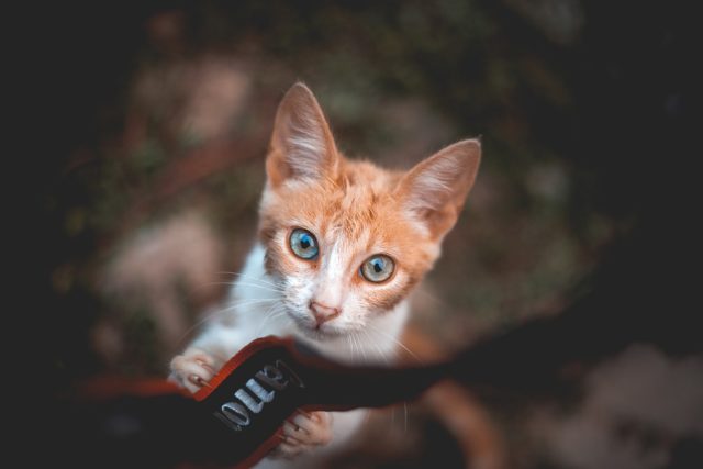 surveiller son animal à distance