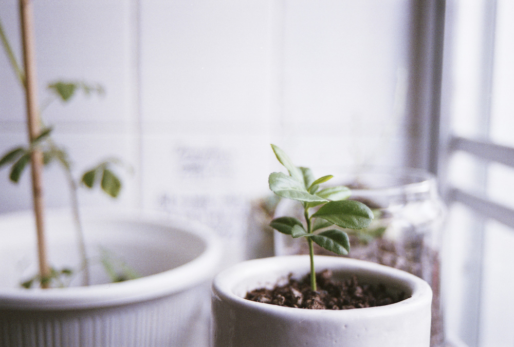 un vaporisateur pour extraire plante