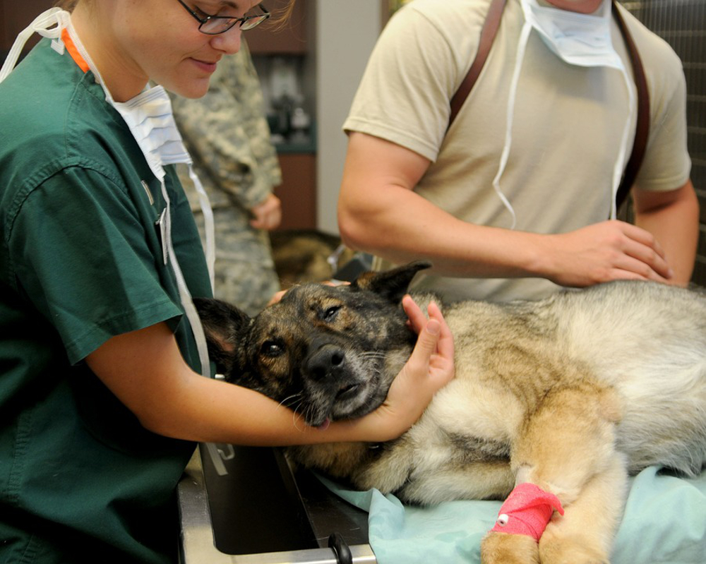 veterinaire de garde