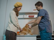 Sauvez votre animal quelle que soit l’heure grâce aux services d’urgences vétérinaires veterinaire garde